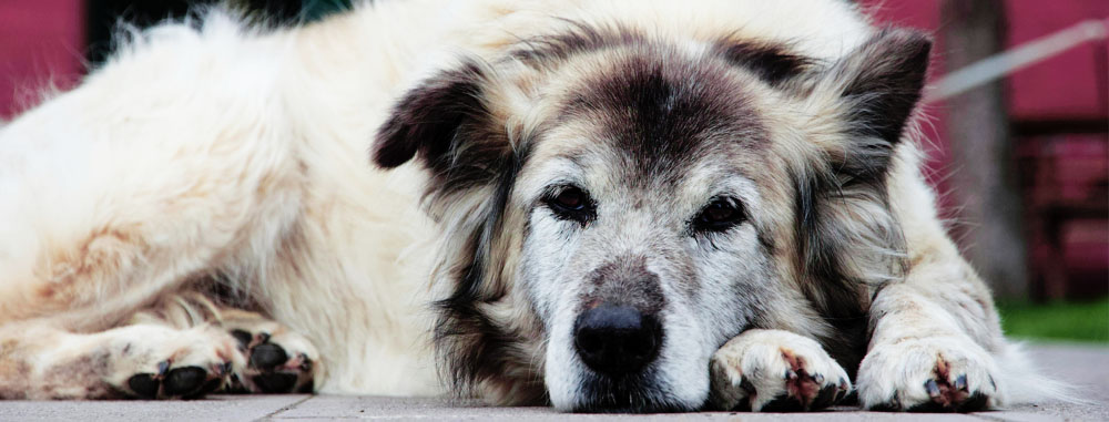 Cane anziano non cammina più